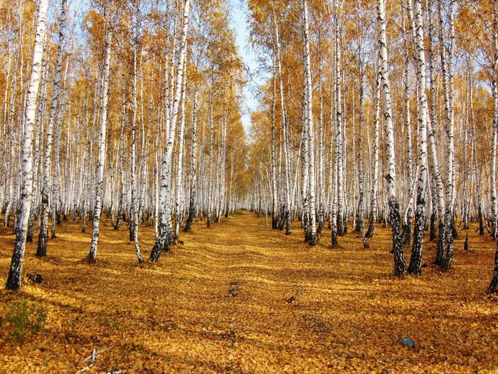 Осенний лес Курмачева